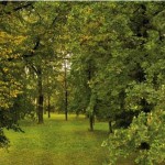 Waldlichtung