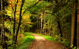 Herbst Wandern im Rothaargebirge Wanderweg im Herbst (Bild: Christoph Ruhland / aboutpixel.de)