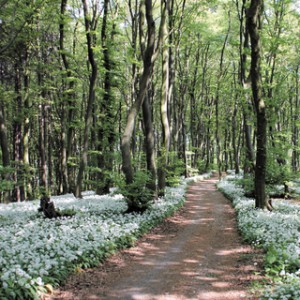 Tipps Selbstmanagement Glück Frühling   