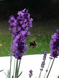 Biene und Lavendel
