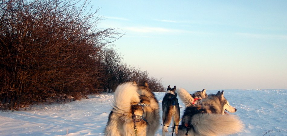 Mit Schlittenhunden in Deutschland den Winter erleben