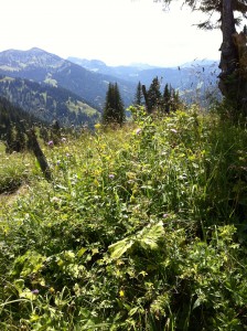 Balderschwang - Bergwiese auf einer Wanderung Balderschwang - Bergwiese auf einer Wanderung