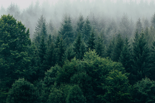 Wald-Zeit im Wellnessurlaub Wellnessurlaub Entschleunigung Auszeit Achtsamkeit