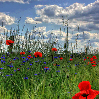 Wellness at Brandenburg »