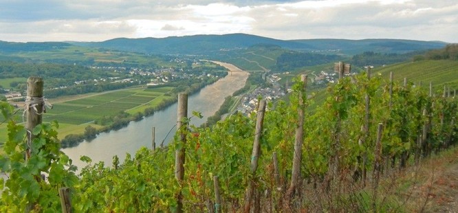 Indian Mosel
