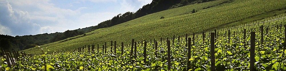Weinberge