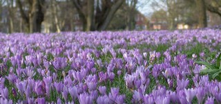 Krokusblütenfest in Husum