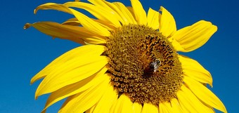 Sommer-Special