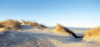 Sanddorntage