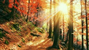 Wellness im Schwarzwald | Baden-Württemberg | Nationalpark-Hotel Schliffkopf Der Herbst im Schwarzwald | Baden-Württemberg | Nationalpark-Hotel Schliffkopf