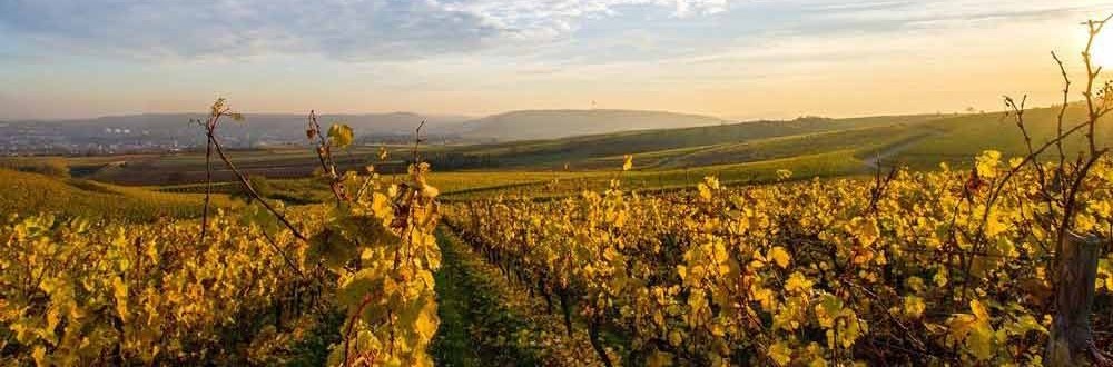 Wellnessferien in den Weinbergen im Naheland Wanderung durch die Weinberge im Naheland