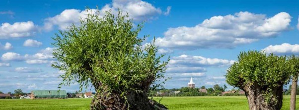 Erholung im Wellnessurlaub in der Niederlausitz Entspannung in der grünen Natur der Niederlausitz