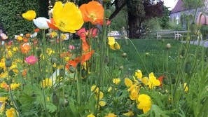 Kurpark Meran | Suedtirol - Blumenwiese Blumenwiese im Kurpark von Meran | Suedtirol